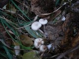 Clitocybe amarescens image