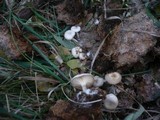 Clitocybe amarescens image