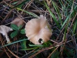 Clitocybe diatreta image
