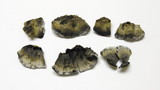 Bjerkandera adusta image