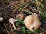 Clitocybe diatreta image