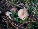 Clitocybe diatreta image