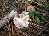 Clitocybe diatreta image