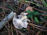 Clitocybe diatreta image