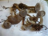 Clitocybe ditopa image