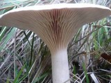 Infundibulicybe geotropa image
