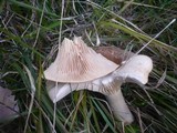 Infundibulicybe geotropa image