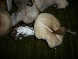 Clitocybe fragrans image
