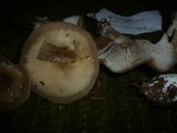 Clitocybe fragrans image