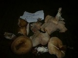 Clitocybe fragrans image