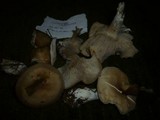 Clitocybe fragrans image
