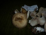 Clitocybe fragrans image