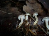 Clitocybe radicellata image