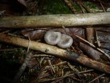 Clitocybe radicellata image