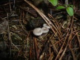 Clitocybe radicellata image