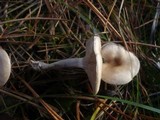 Clitocybe subspadicea image