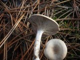 Clitocybe subspadicea image