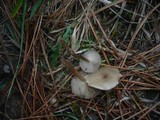 Clitocybe vibecina image