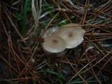 Clitocybe vibecina image