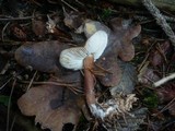 Rhodocollybia butyracea image
