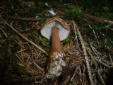 Rhodocollybia butyracea image