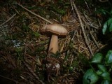 Rhodocollybia butyracea image