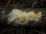 Coniophora arida image