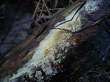 Coniophora arida image