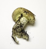 Floccularia luteovirens image
