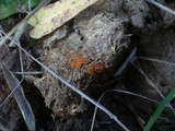 Cheilymenia granulata image