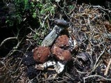 Elaphocordyceps rouxii image