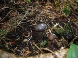 Elaphocordyceps rouxii image