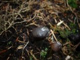 Elaphocordyceps rouxii image
