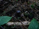 Elaphocordyceps rouxii image