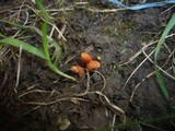 Cordyceps militaris image