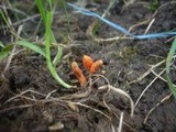 Cordyceps militaris image