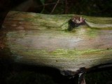 Corticium endoxylon image