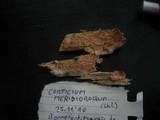 Corticium meridioroseum image
