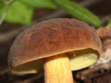 Leccinum rugosiceps image