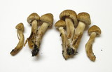 Tricholoma vaccinum image