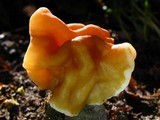 Gyromitra korfii image