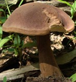 Tylopilus badiceps image