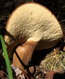 Tylopilus badiceps image