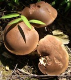 Tylopilus badiceps image