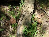 Tylopilus badiceps image