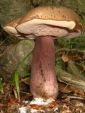 Tylopilus plumbeoviolaceus image