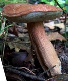 Tylopilus badiceps image