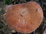 Tylopilus badiceps image