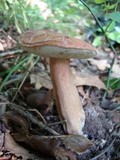 Tylopilus badiceps image