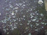 Phaeophyscia pusilloides image